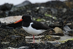 David Plant Photography - Wildlife Photographer - Oystercatcher - A